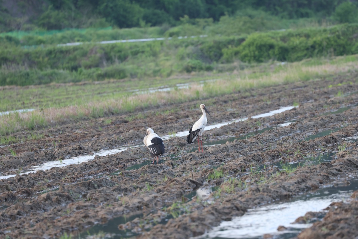 Oriental Stork - Wonseok Jang