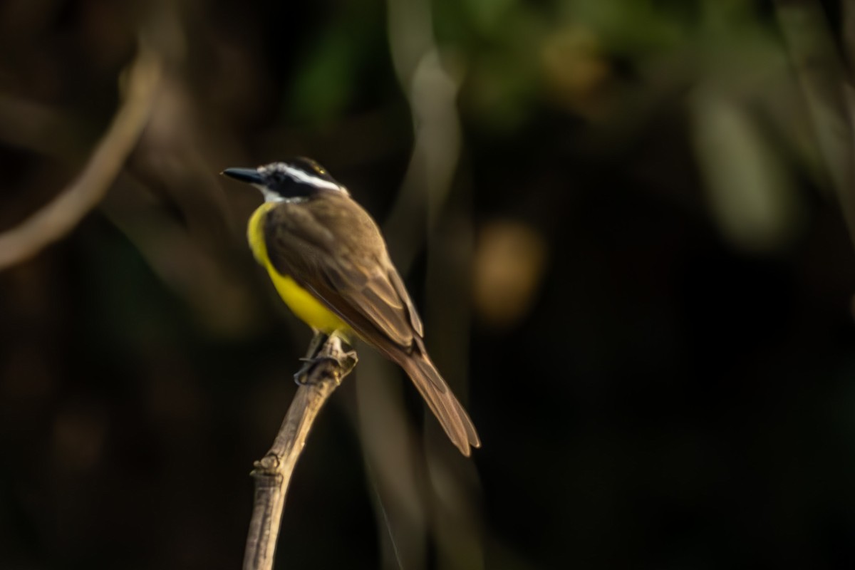 Lesser Kiskadee - Anil Nair