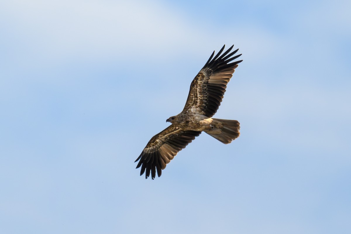 Whistling Kite - Eric Yeo