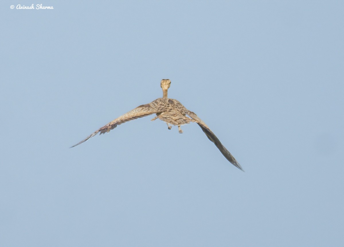 Lesser Florican - AVINASH SHARMA