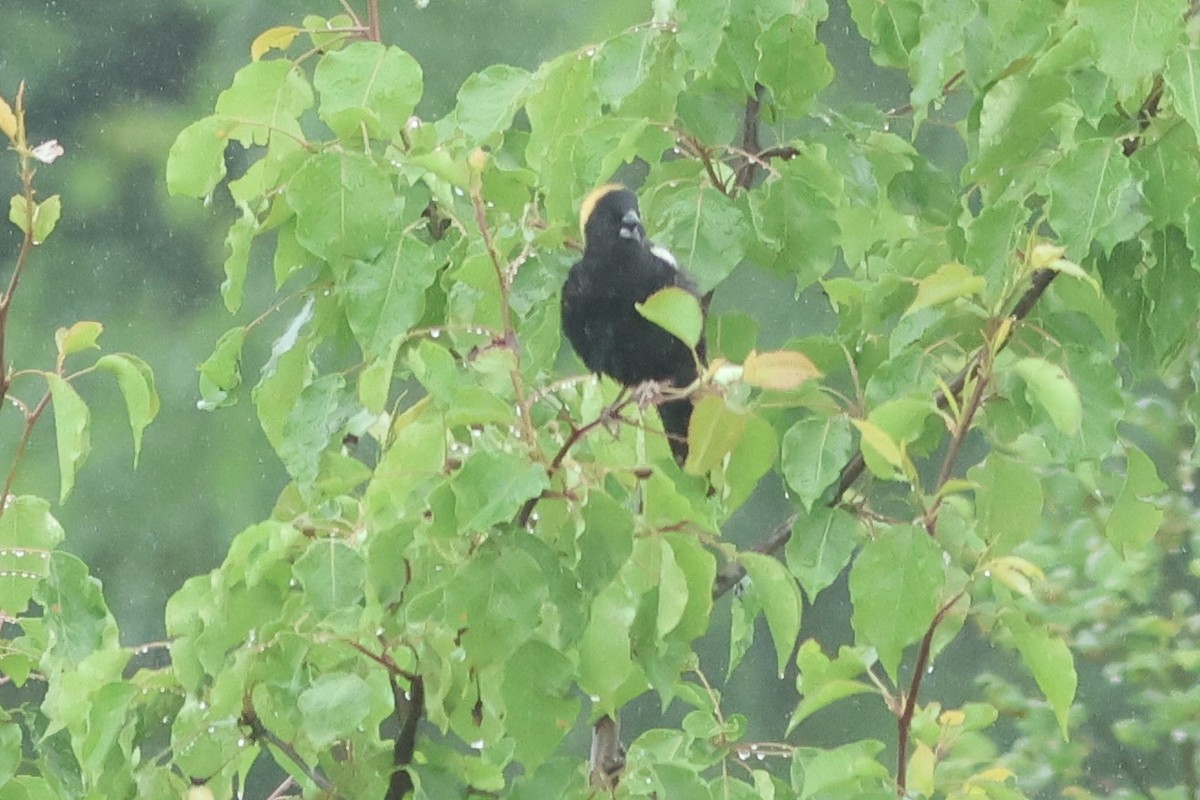 Bobolink - Vikas Madhav Nagarajan