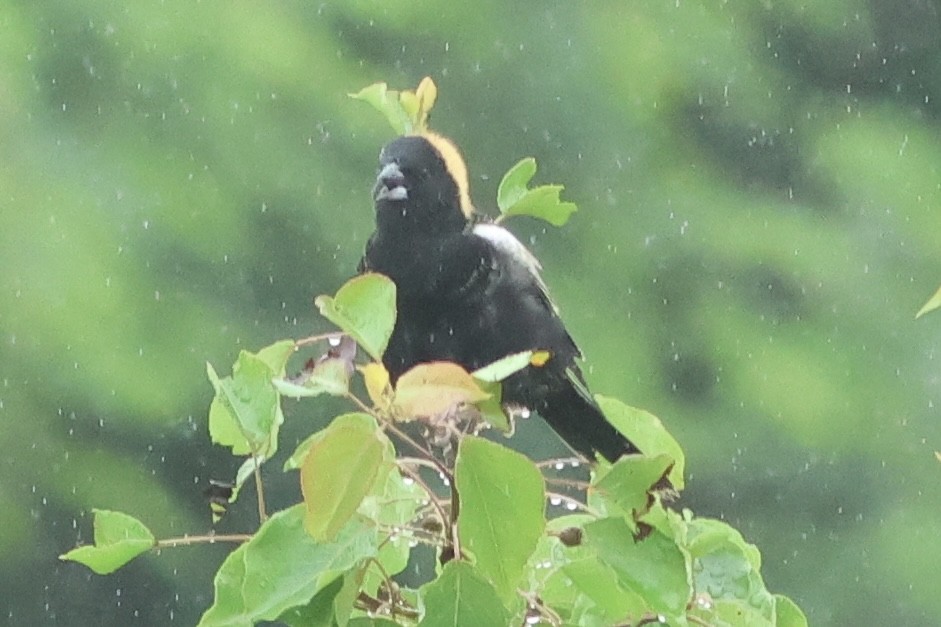 Bobolink - Vikas Madhav Nagarajan