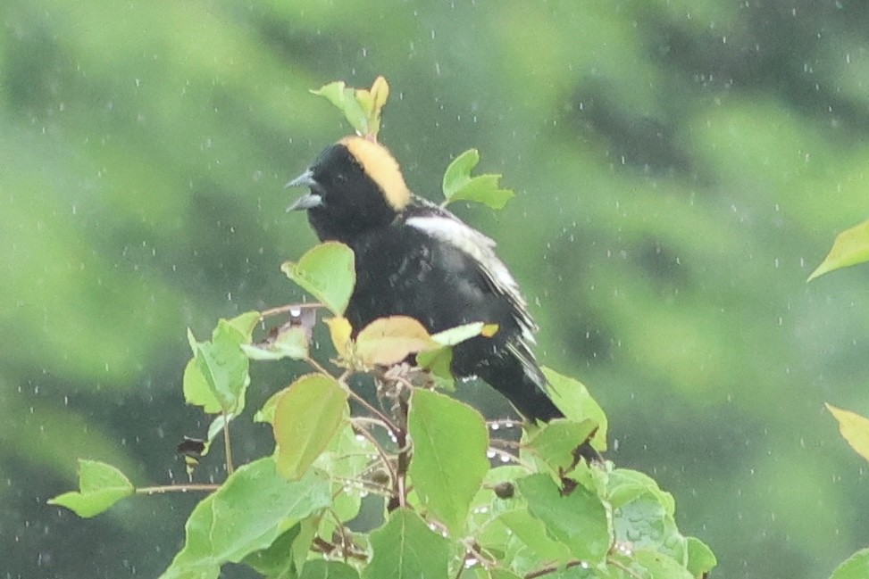 Bobolink - Vikas Madhav Nagarajan