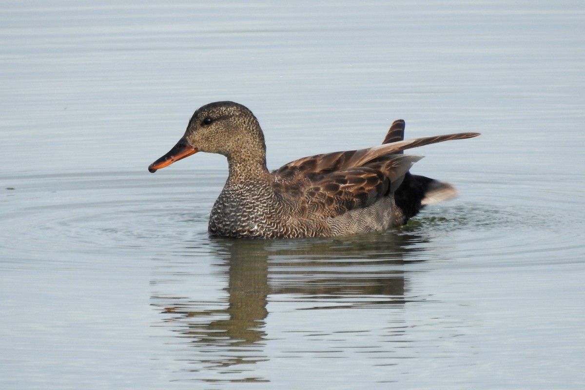 Gadwall - Vojtěch Danzmajer