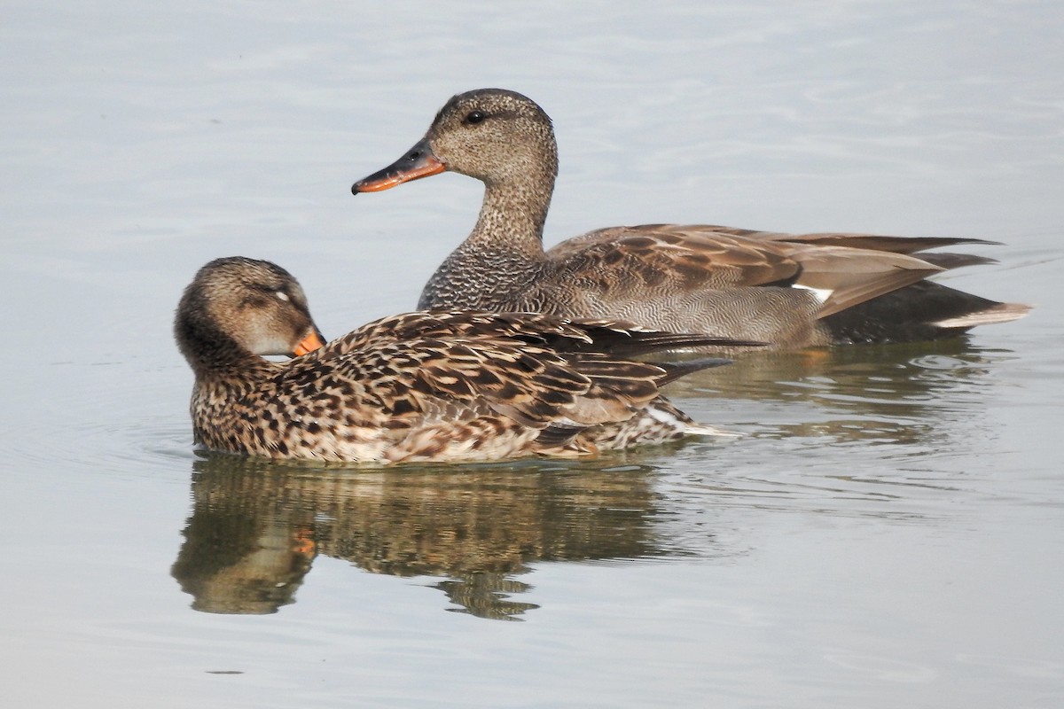 Gadwall - Vojtěch Danzmajer