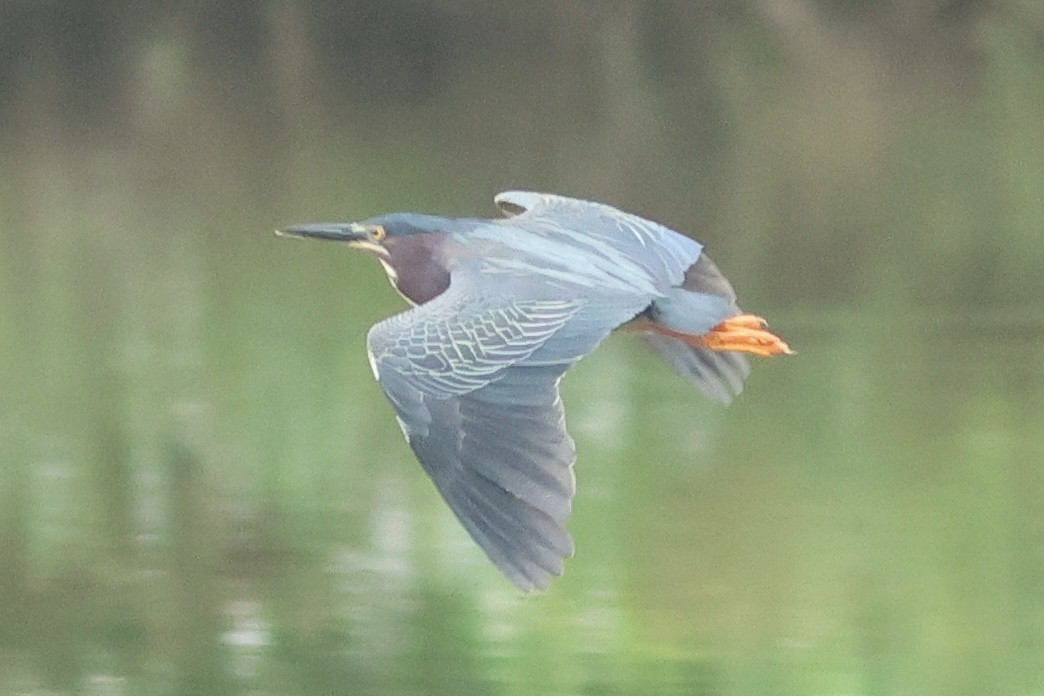 Green Heron - Vikas Madhav Nagarajan