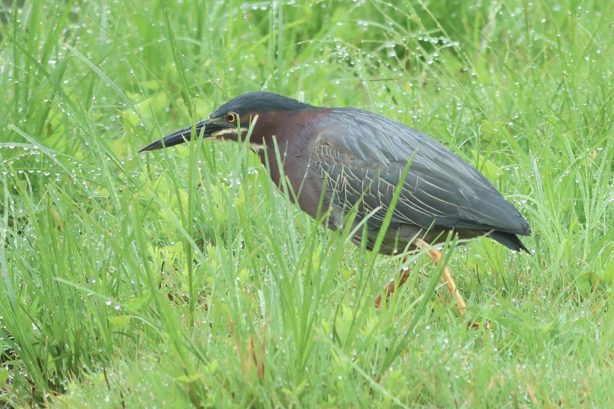 Green Heron - Vikas Madhav Nagarajan