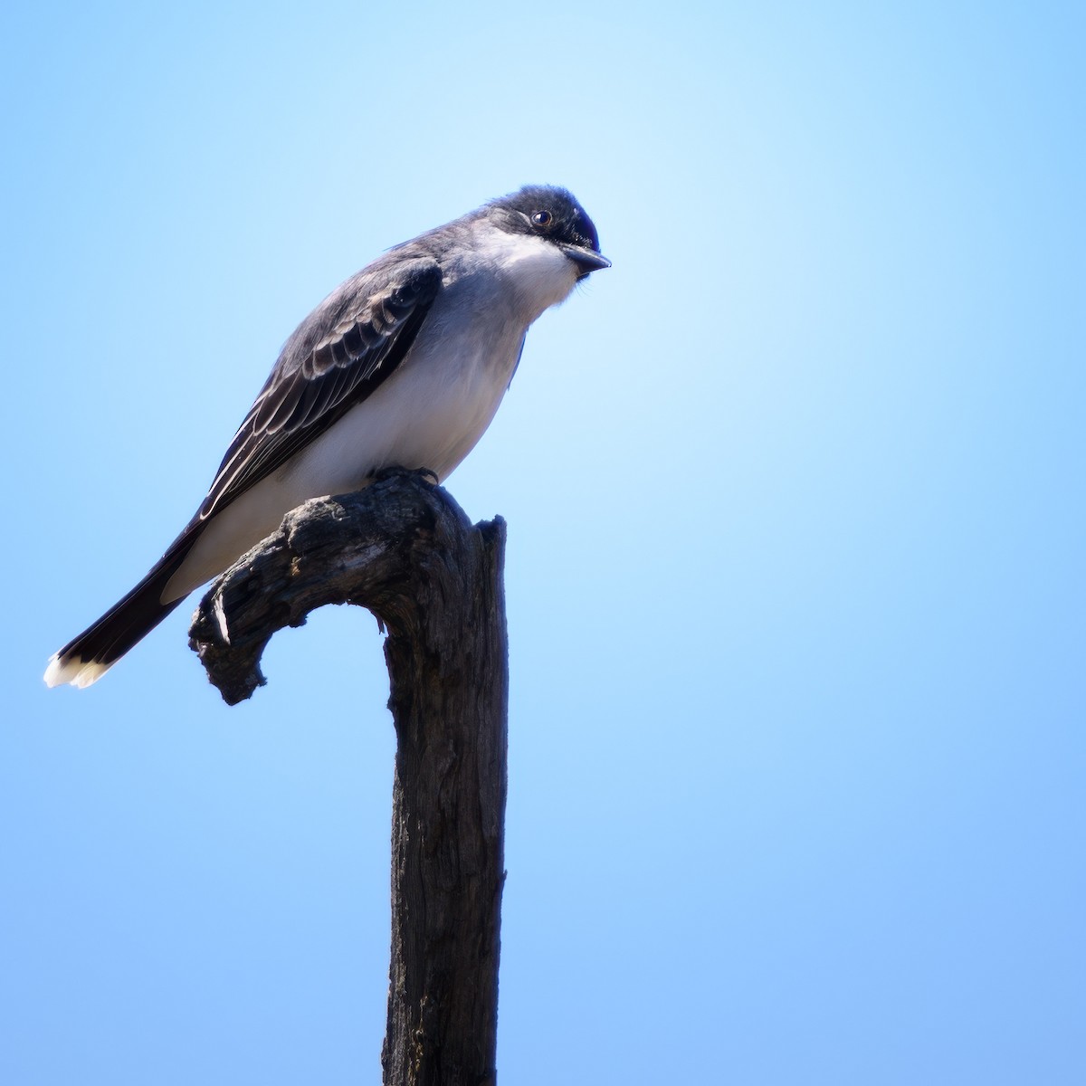 Eastern Kingbird - Alysia Volstad