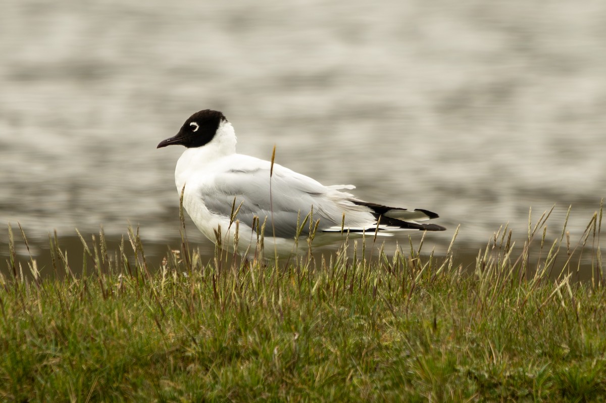 Andean Gull - ML618808336