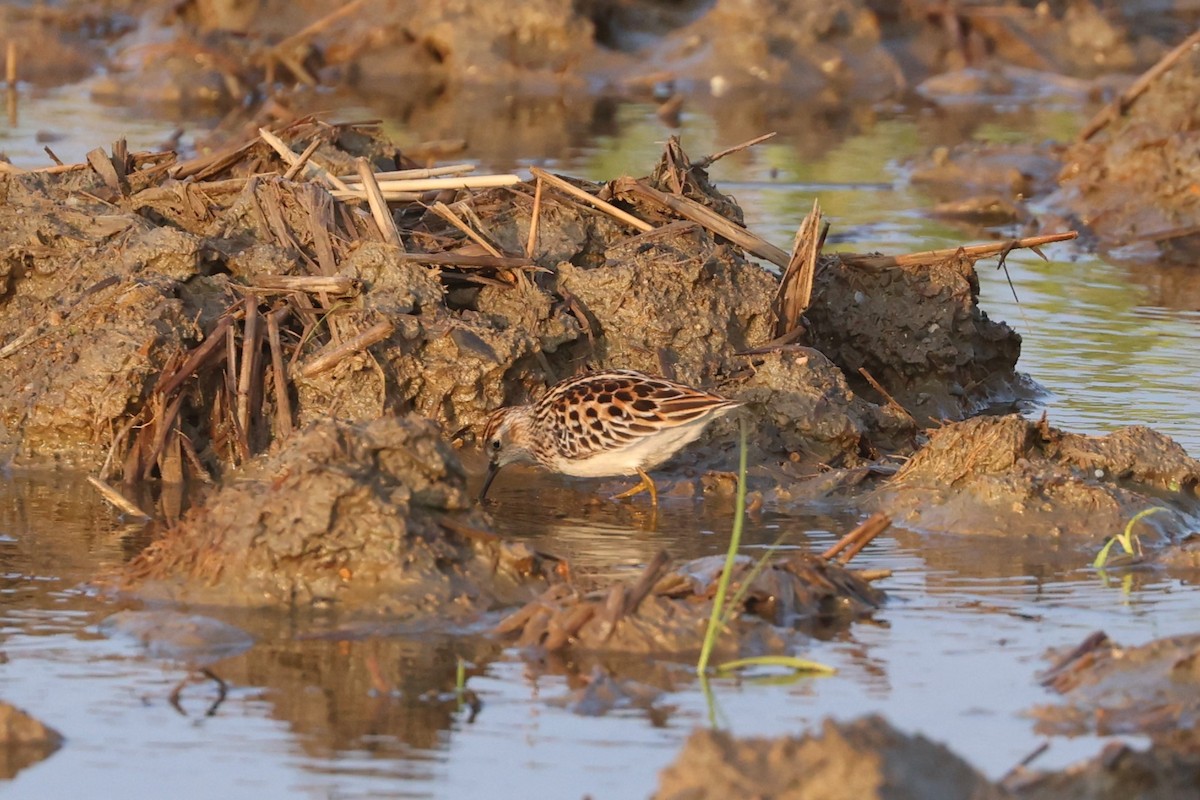 Long-toed Stint - ML618808337