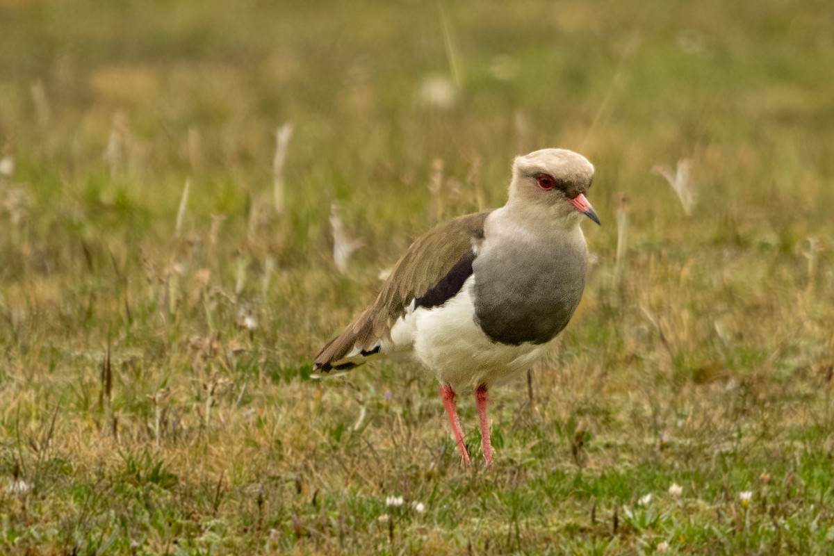 Andean Lapwing - Anil Nair