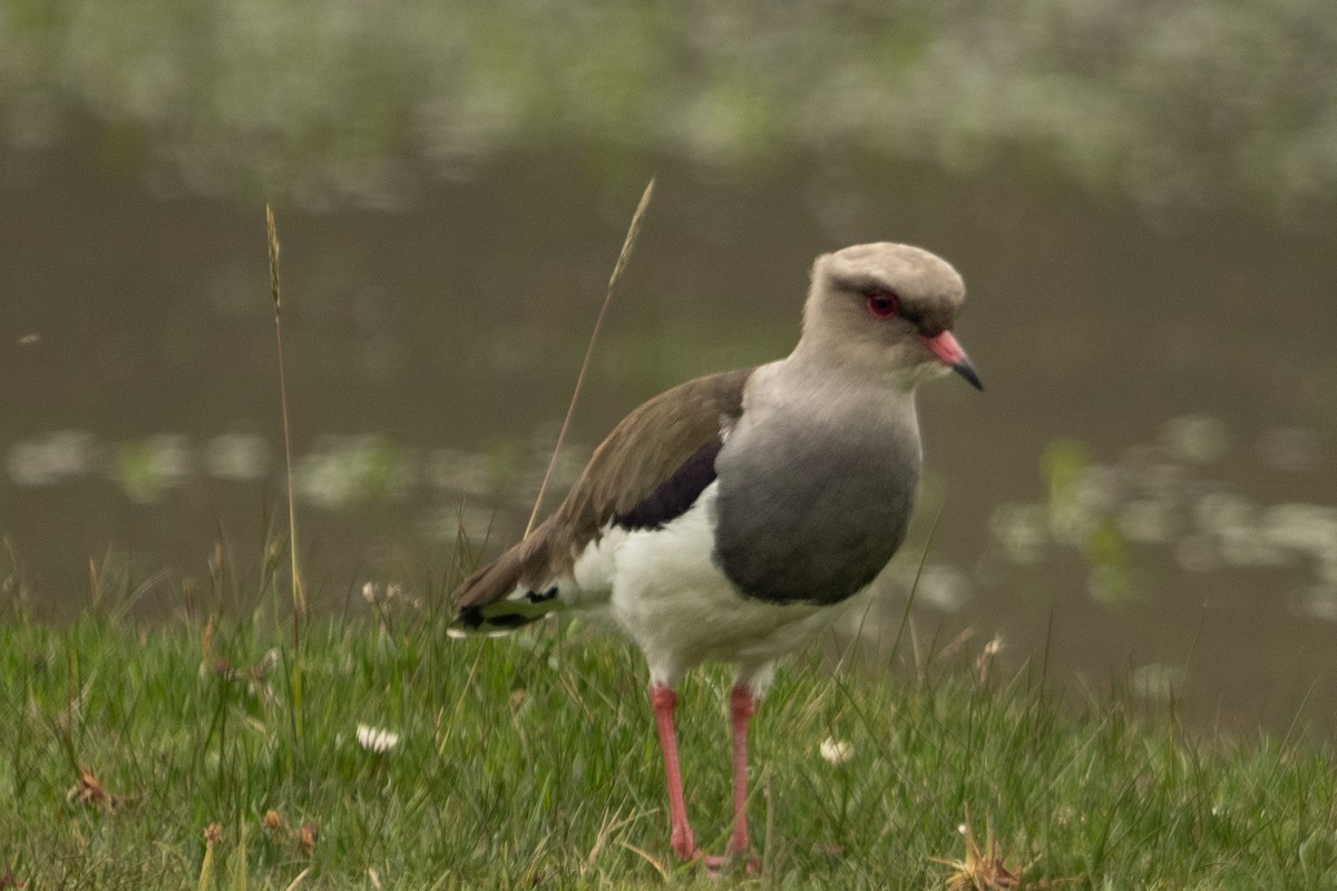 Andean Lapwing - Anil Nair