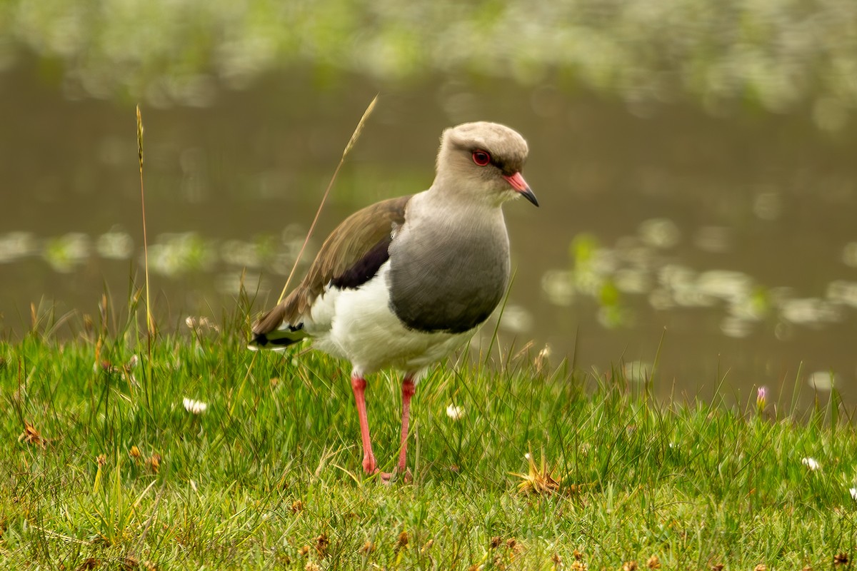 Andean Lapwing - Anil Nair