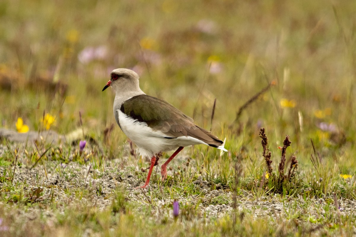 Andean Lapwing - Anil Nair