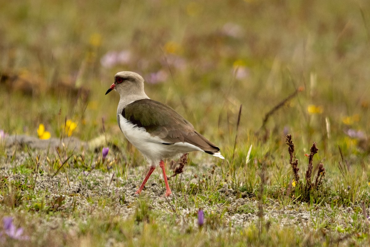 Andean Lapwing - Anil Nair