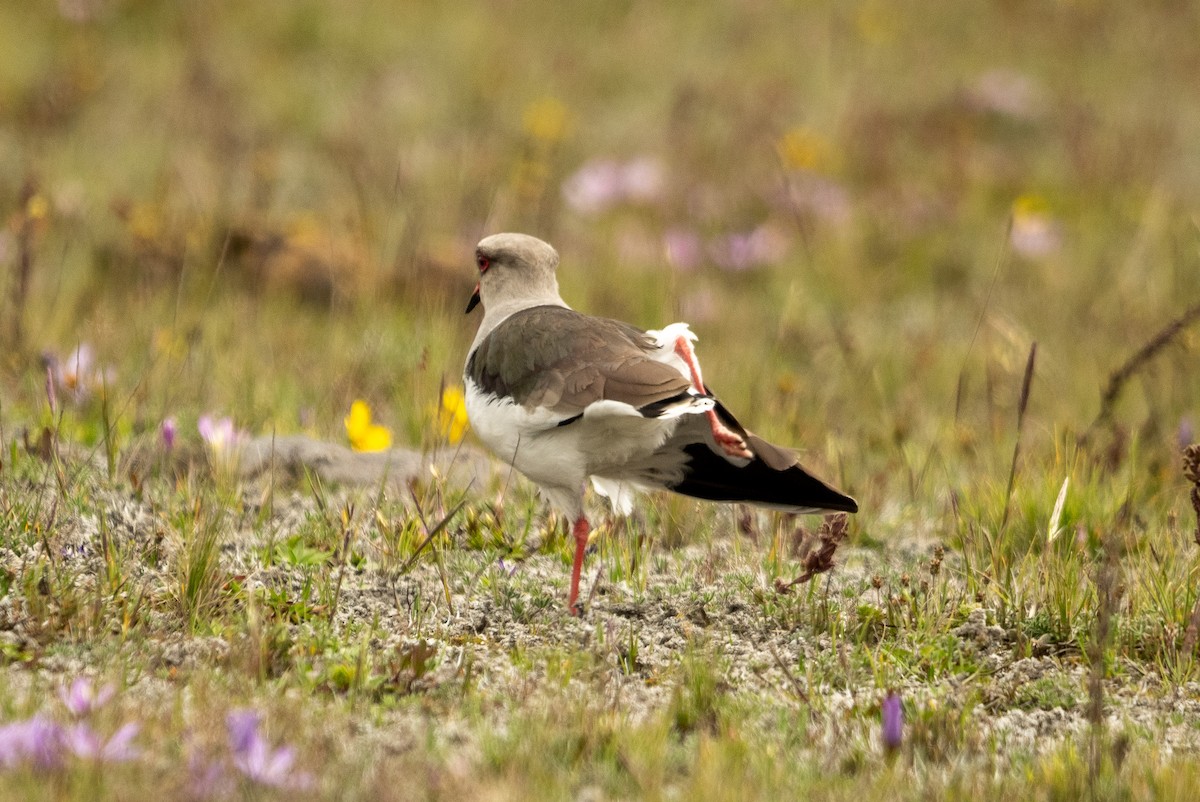 Andean Lapwing - Anil Nair