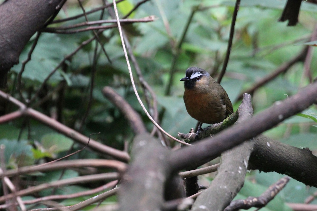 Nilgiri Laughingthrush - ML618808367