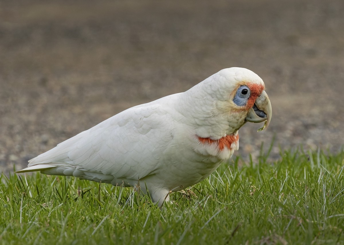 Long-billed Corella - Bruce Ward-Smith