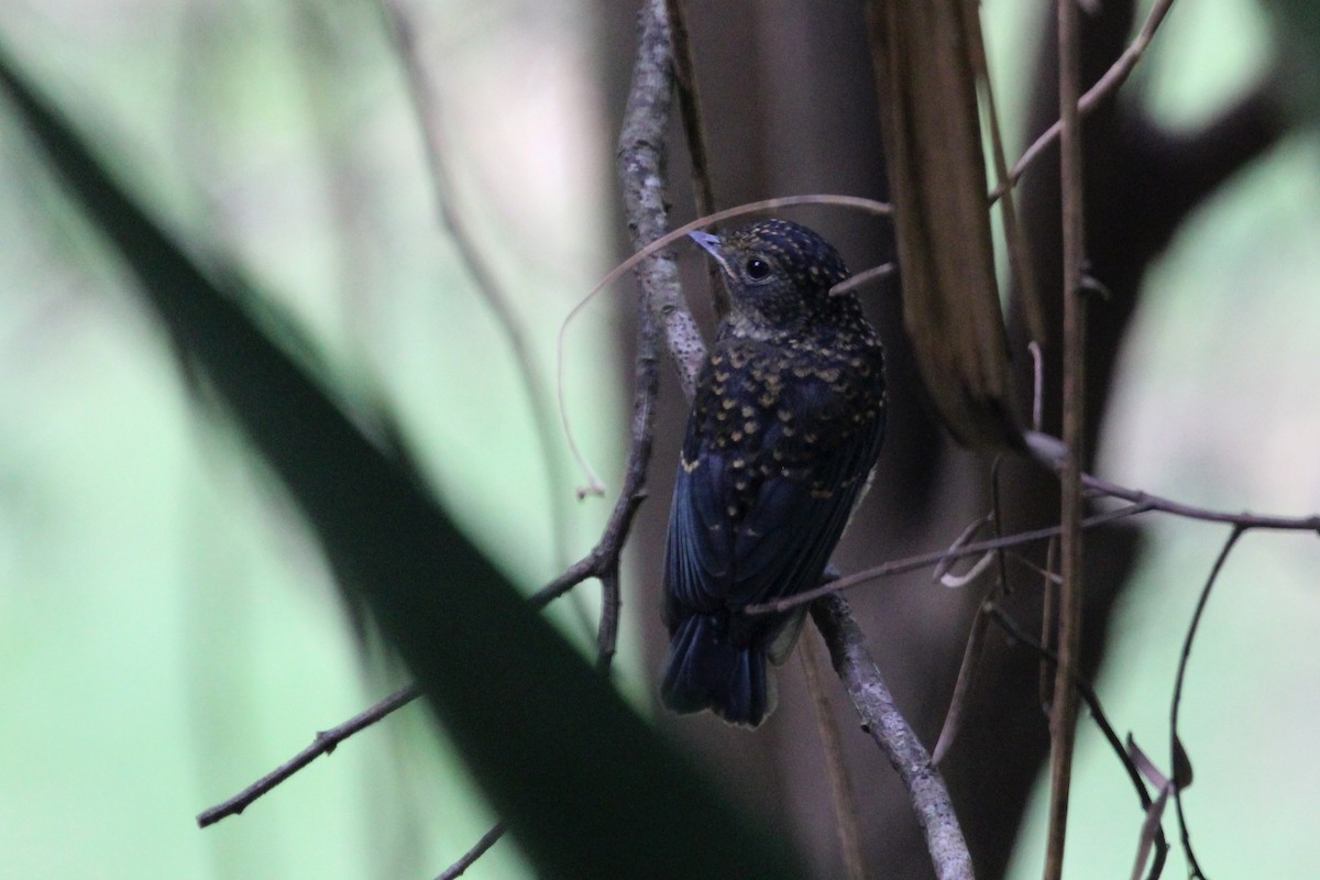 Nilgiri Flycatcher - Elias Thomas