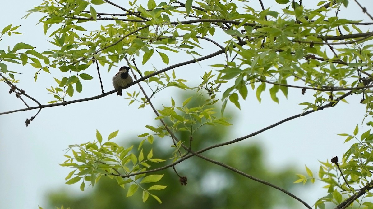 House Sparrow - Indira Thirkannad