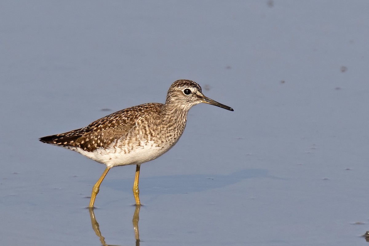 Wood Sandpiper - ML618808379