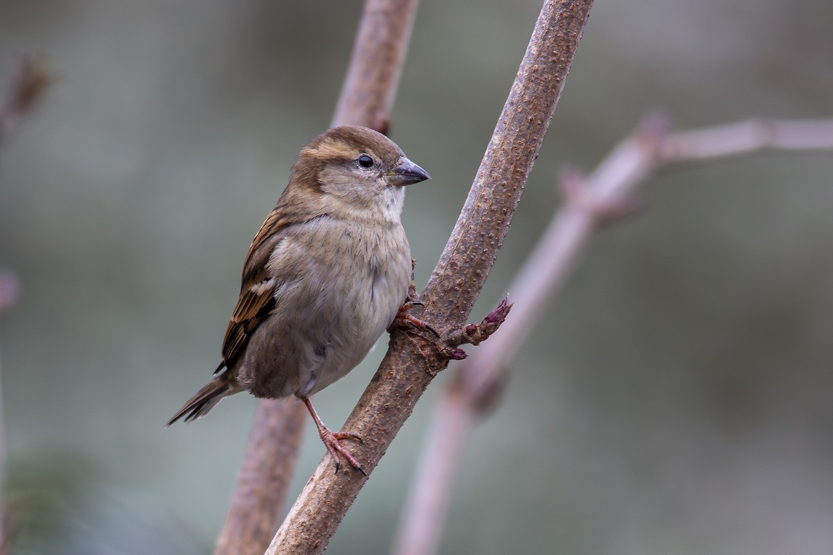 House Sparrow - ML618808382