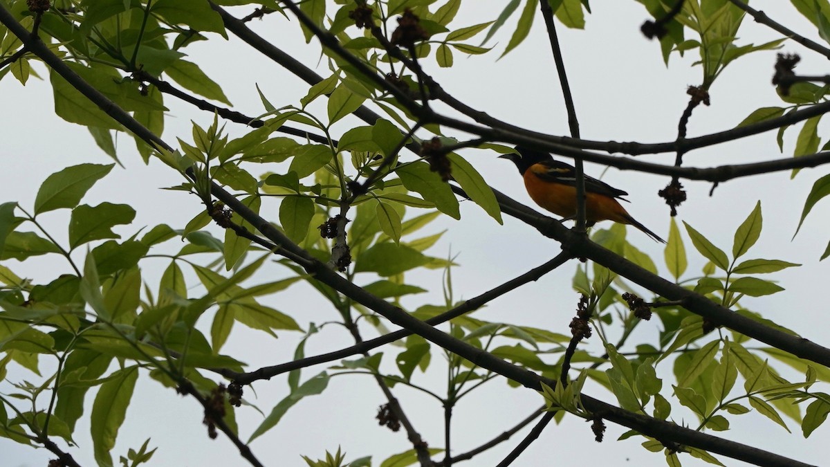 Baltimore Oriole - Indira Thirkannad