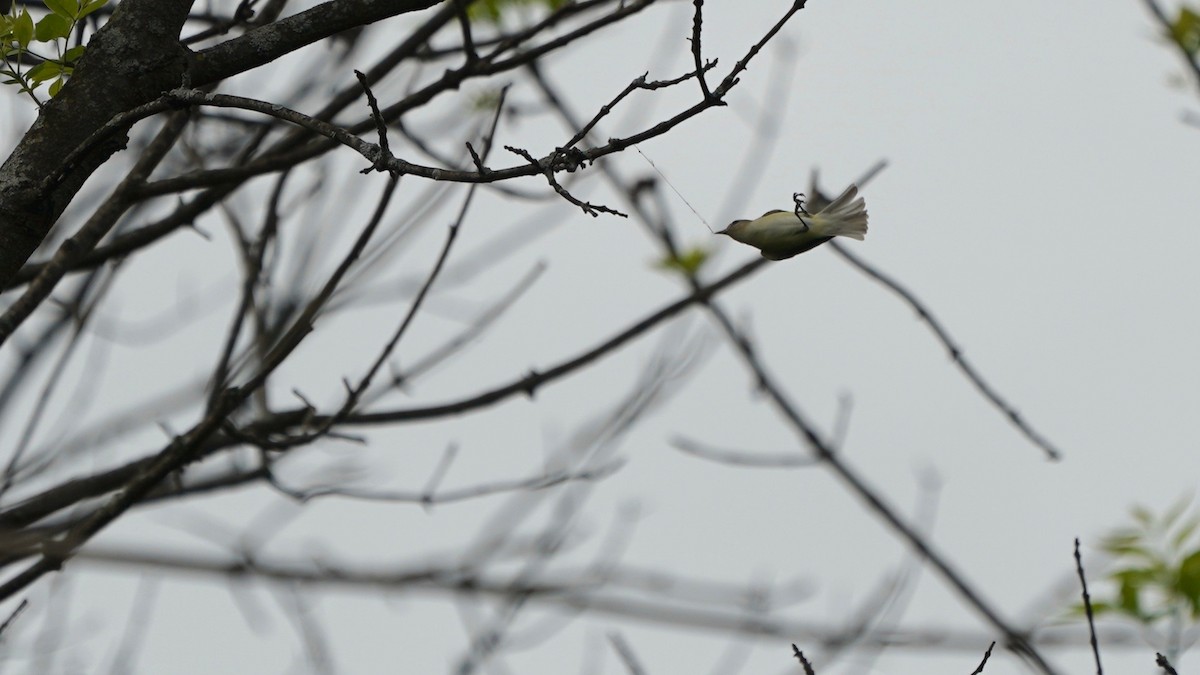 Warbling Vireo - Indira Thirkannad