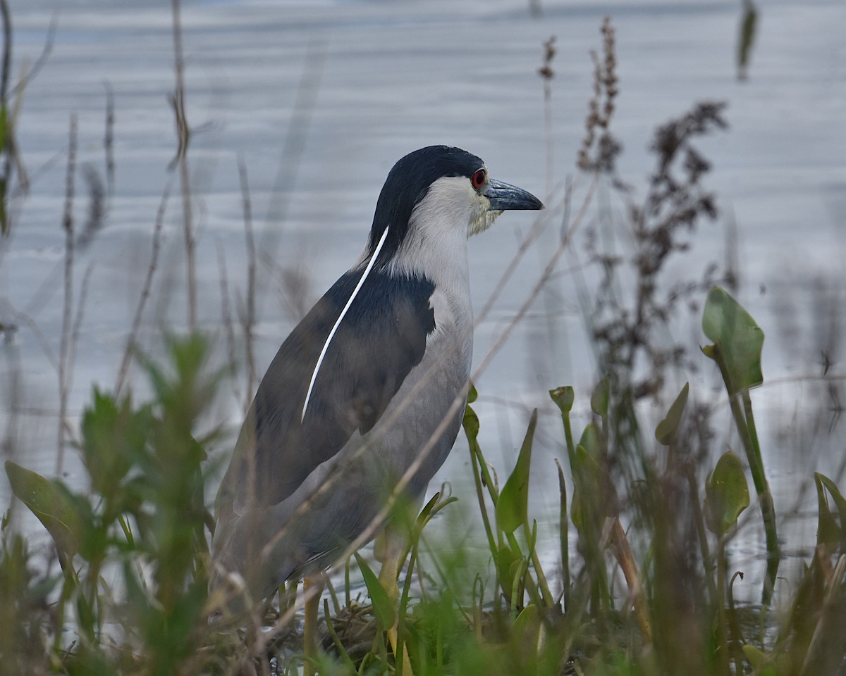 Black-crowned Night Heron - Brian Hicks