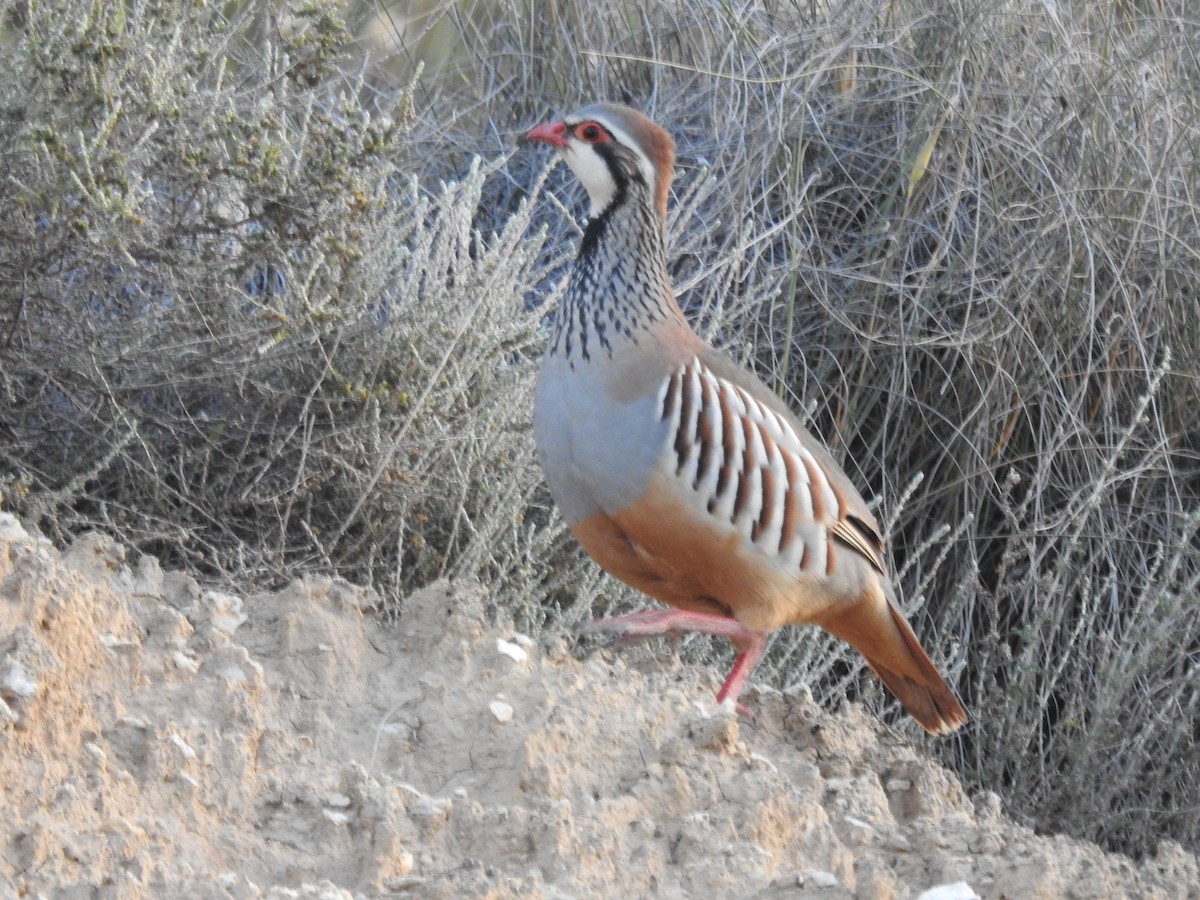 Red-legged Partridge - Diego  Uche Rodriguez