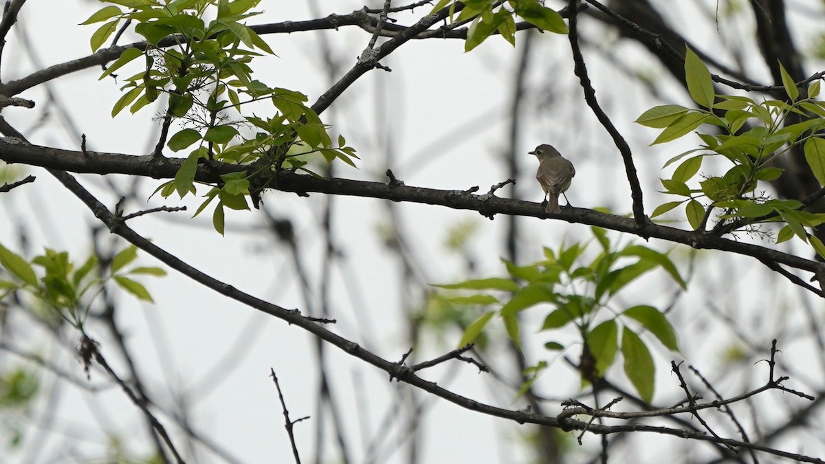 Warbling Vireo - Indira Thirkannad