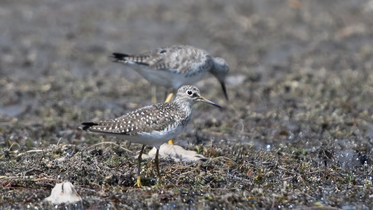 Solitary Sandpiper - Alysia Volstad