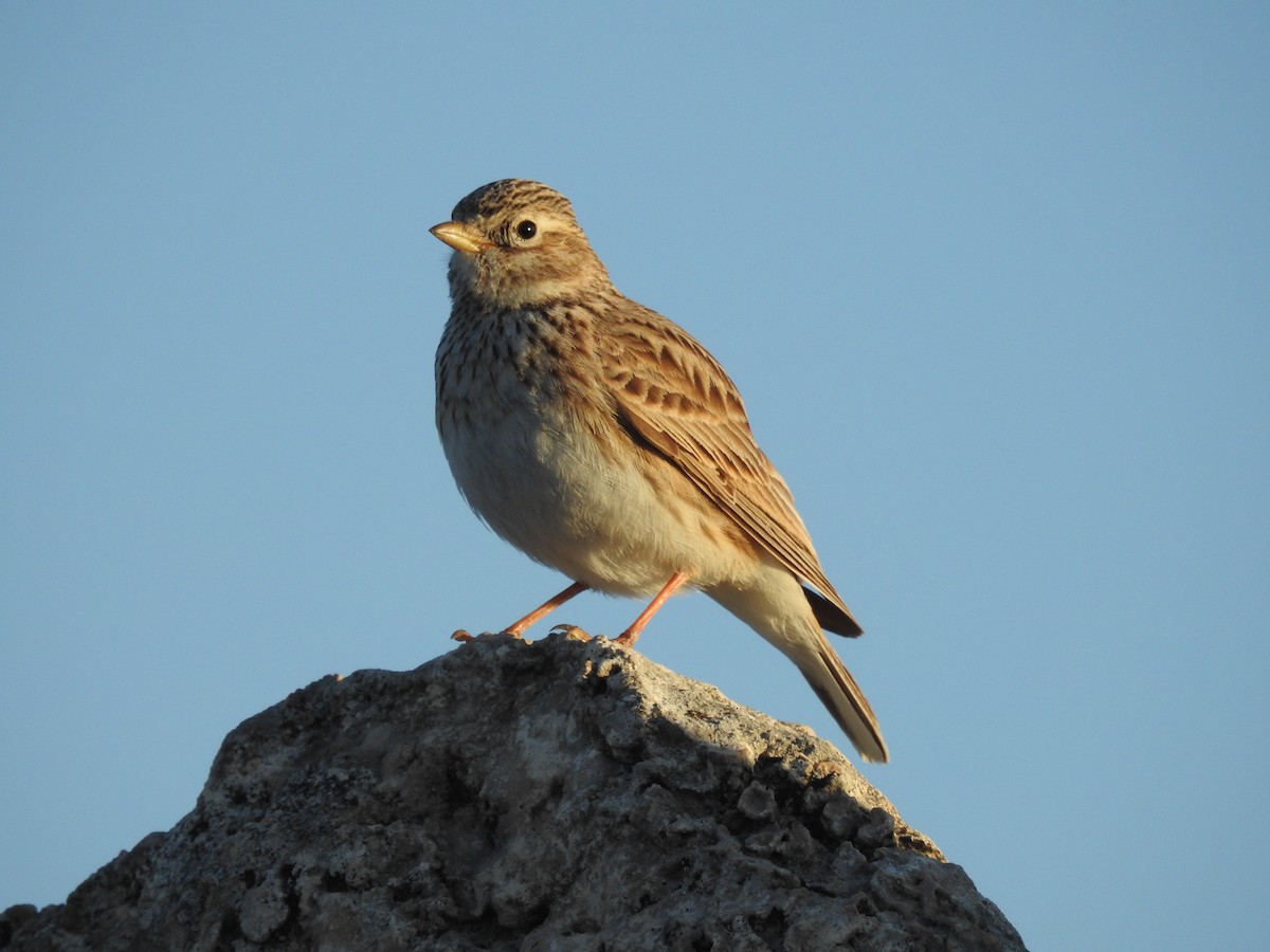 Mediterranean Short-toed Lark - Diego  Uche Rodriguez