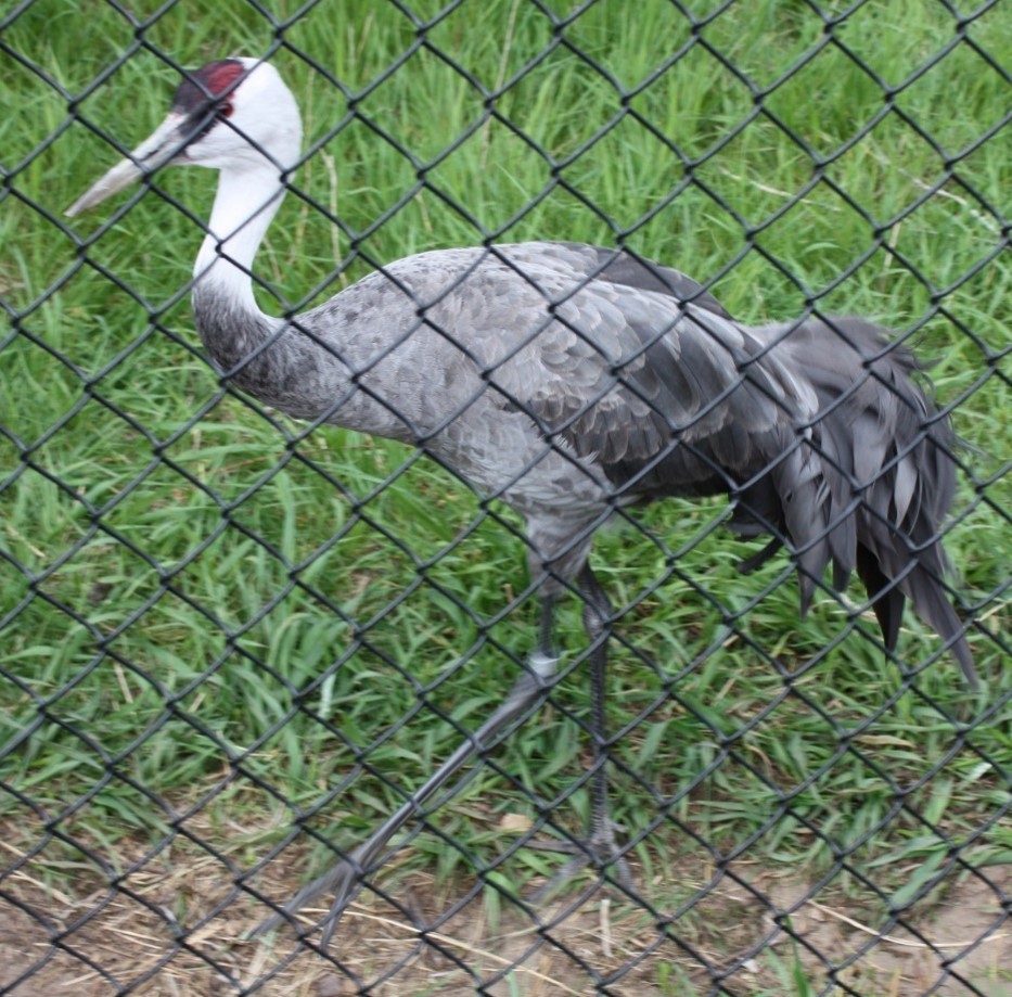 Sandhill Crane - Jeffrey C and Teresa B Freedman