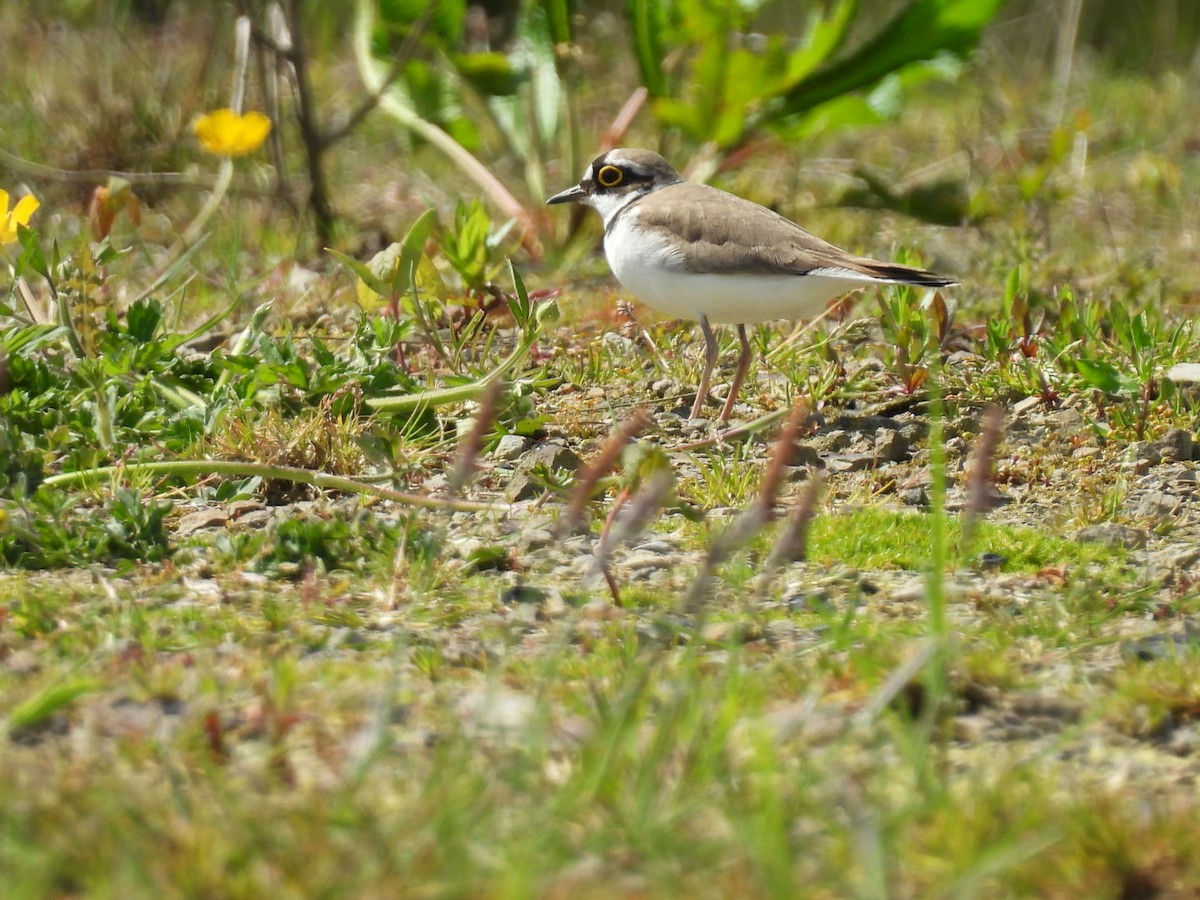 Little Ringed Plover - Peter Middleton