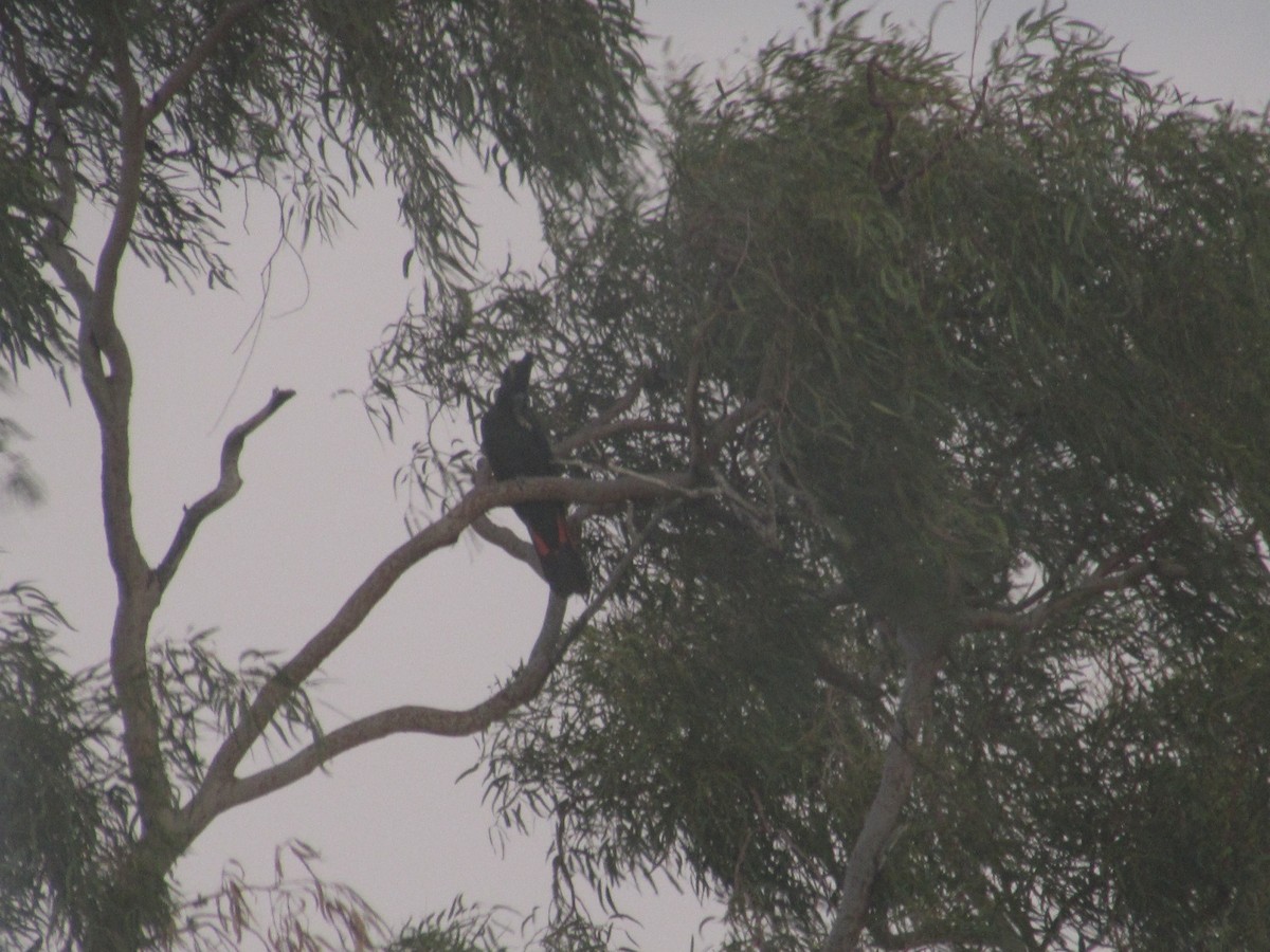 Red-tailed Black-Cockatoo - Anonymous