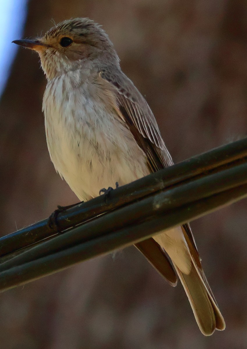 Spotted Flycatcher - Egor Loboda