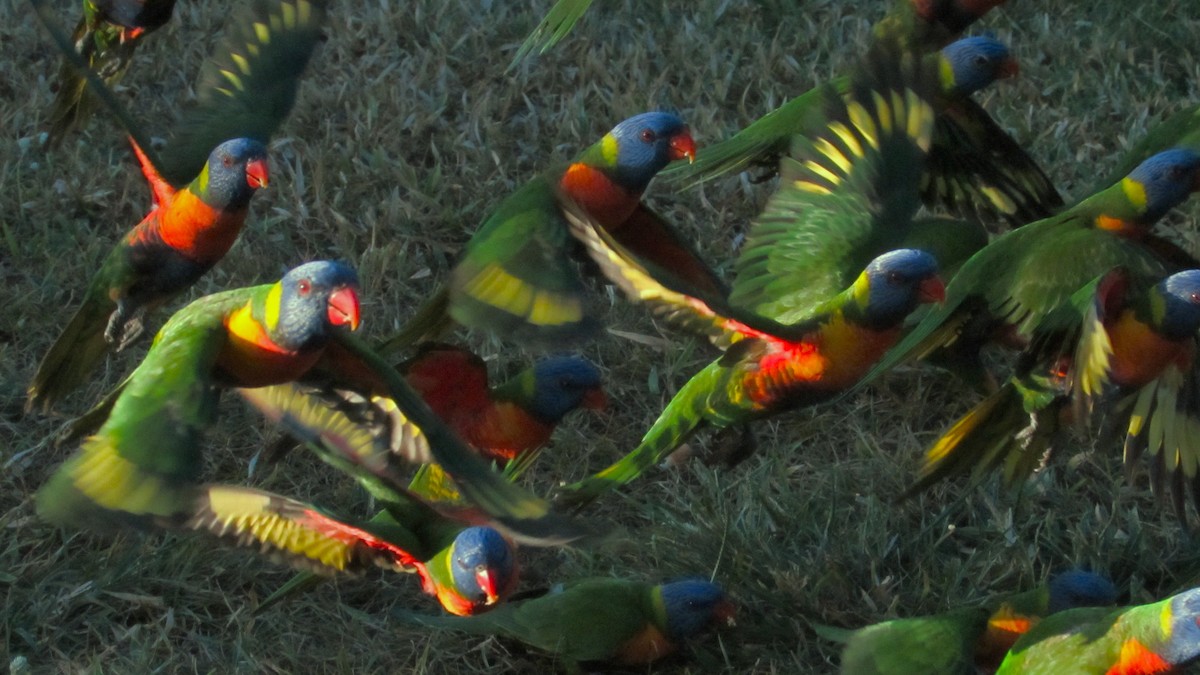 Rainbow Lorikeet - Anonymous