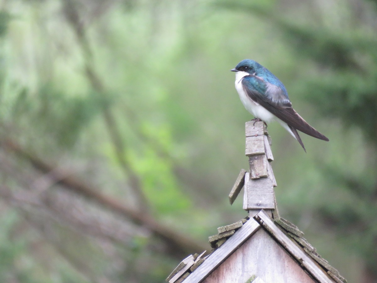 Tree Swallow - Miriam Meier