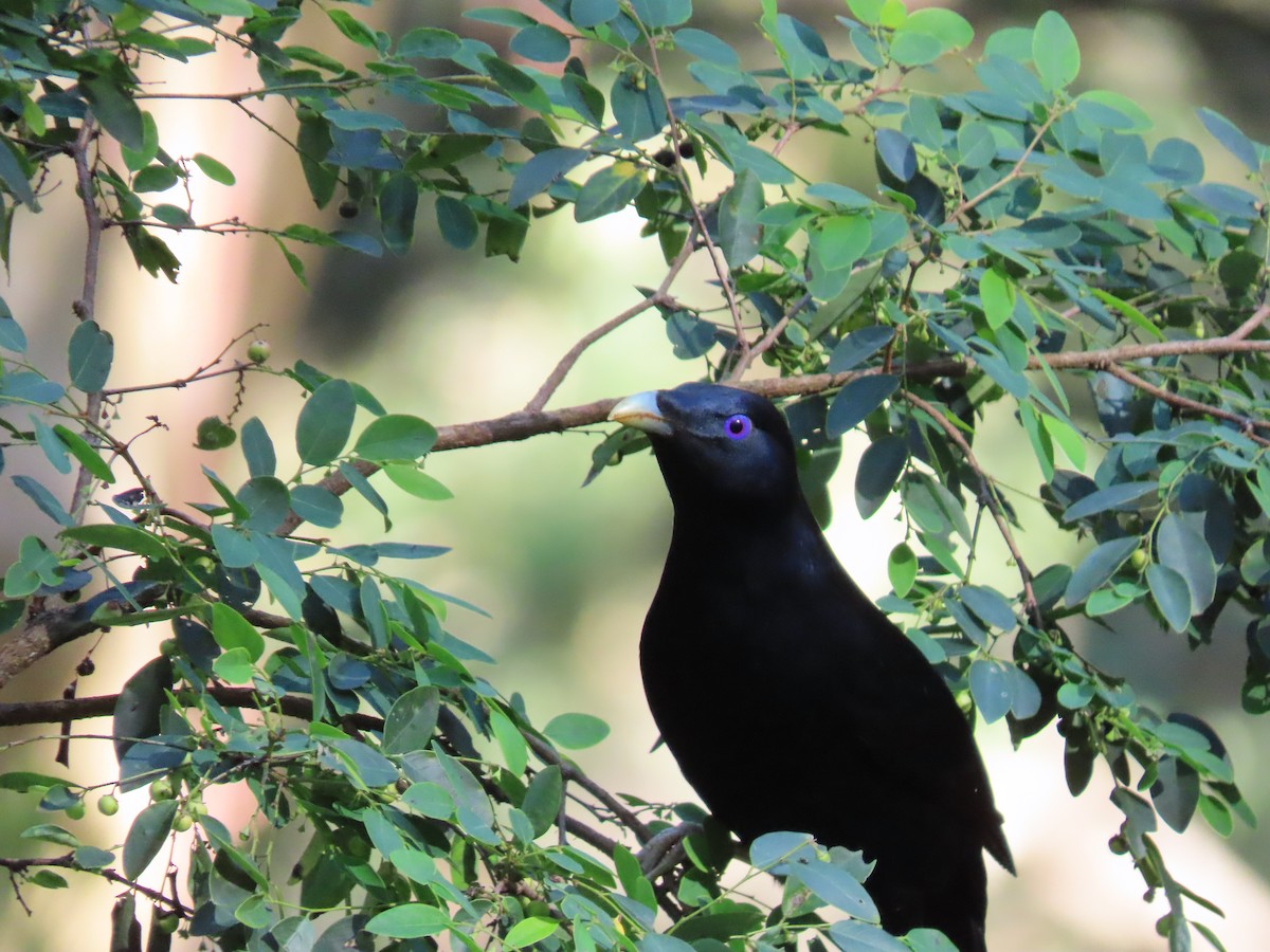 Satin Bowerbird - Rolo Rodsey