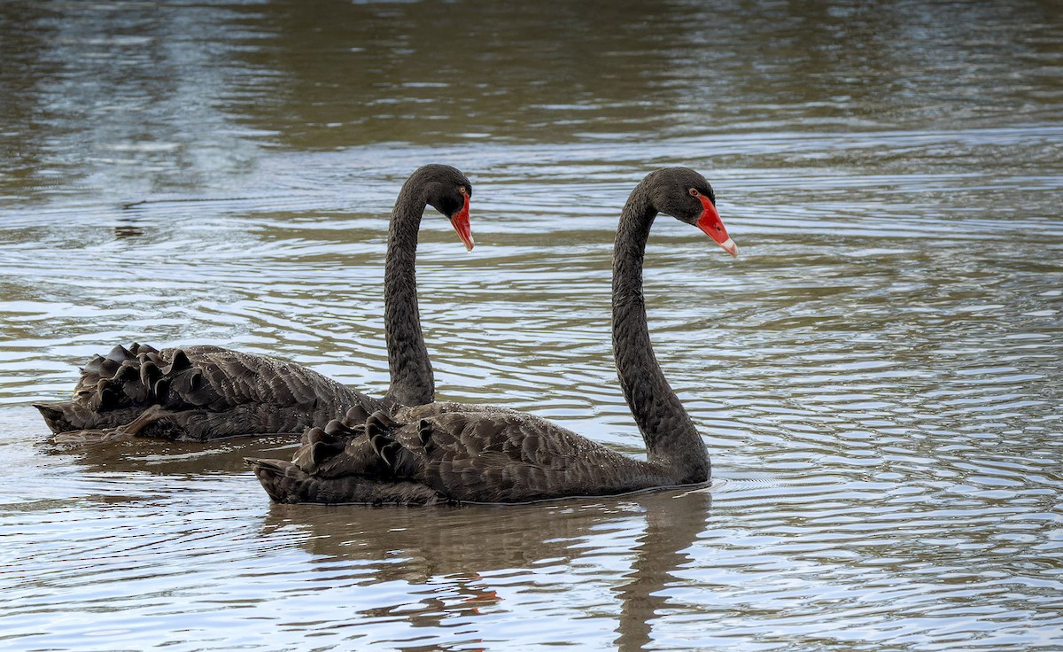 Black Swan - Bruce Ward-Smith