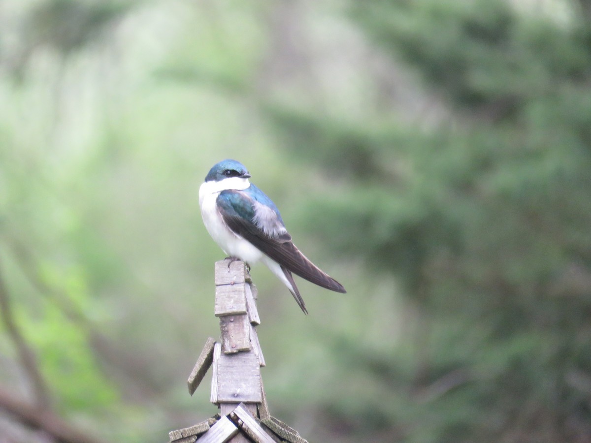 Tree Swallow - Miriam Meier