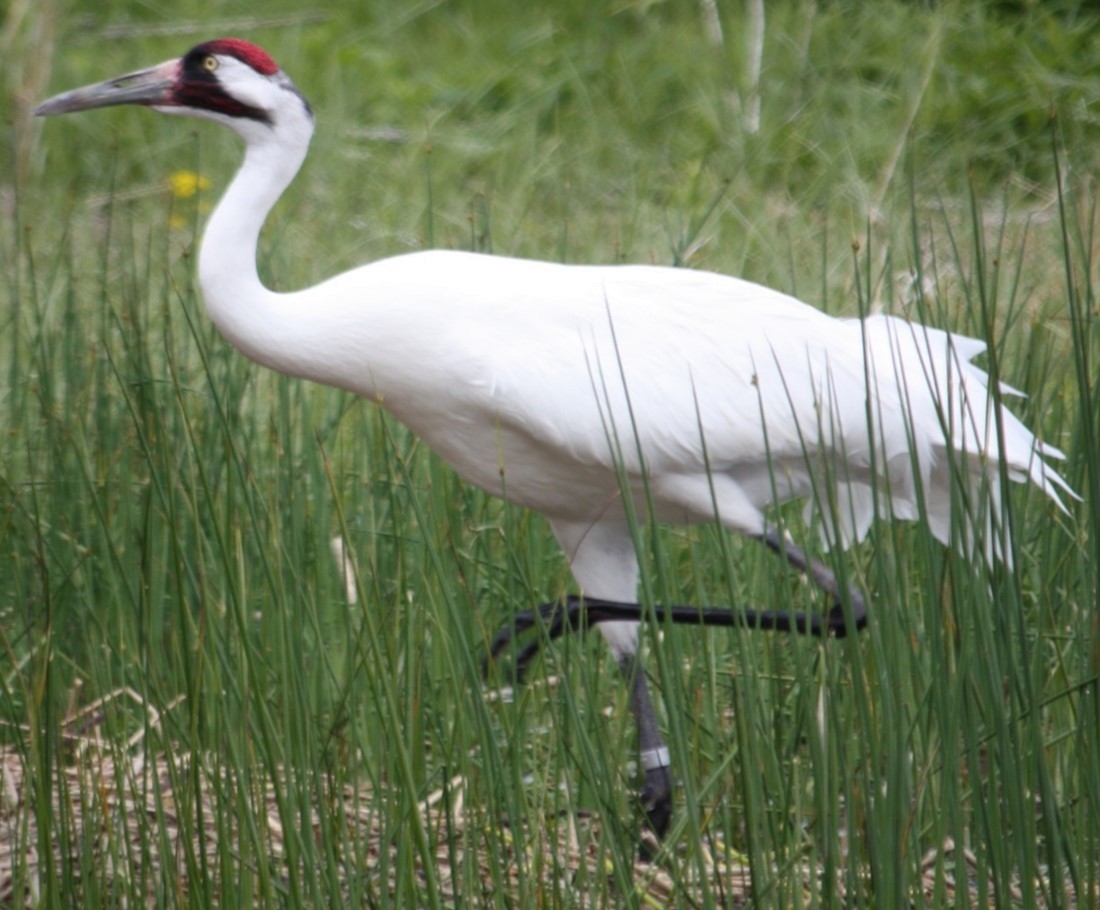 Whooping Crane - Jeffrey C and Teresa B Freedman