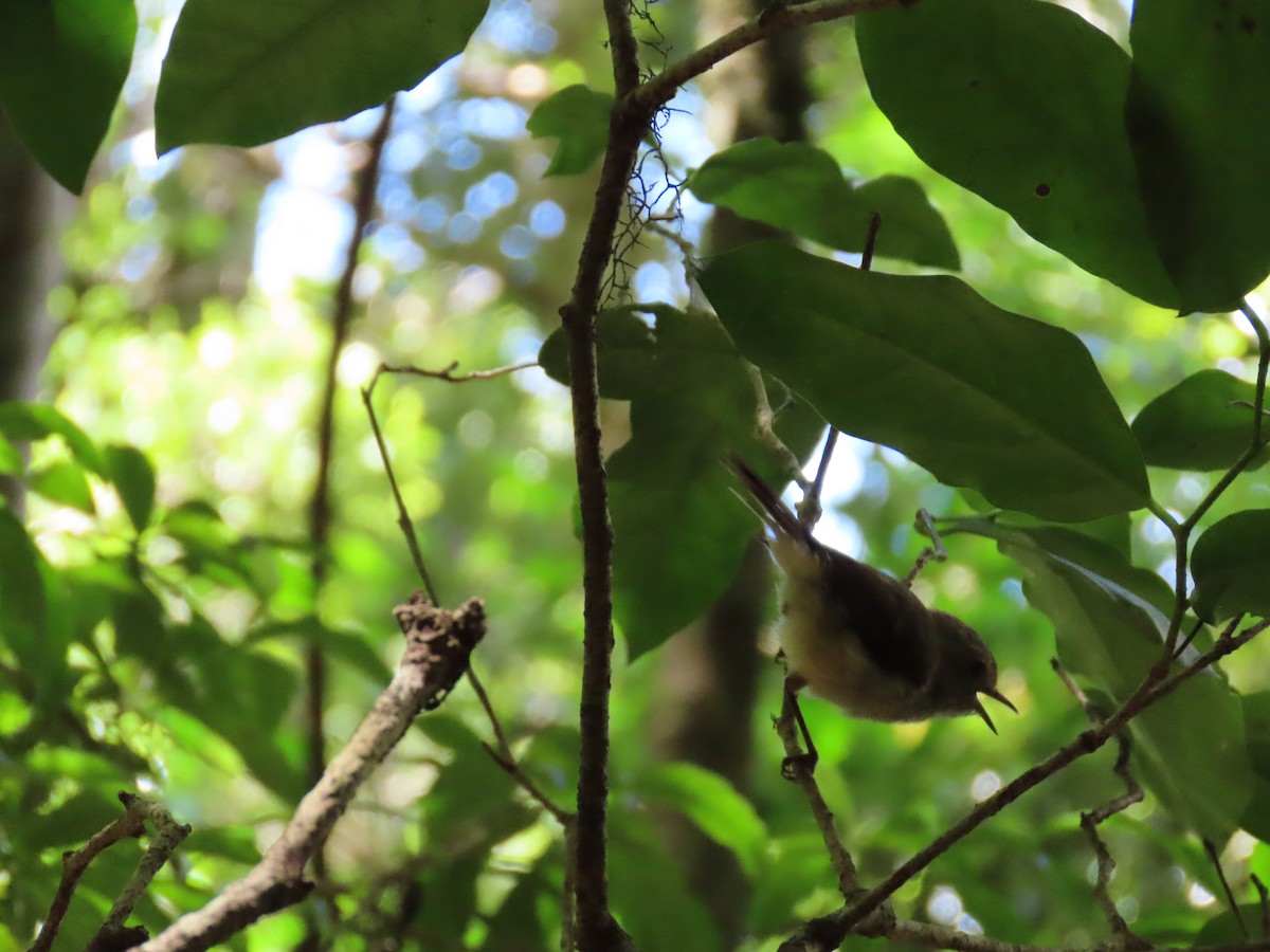 Brown Thornbill - ML618808466