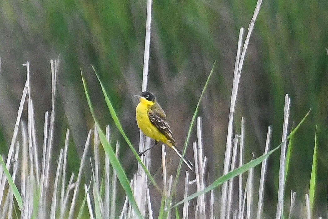 Western Yellow Wagtail (feldegg) - Bill Asteriades