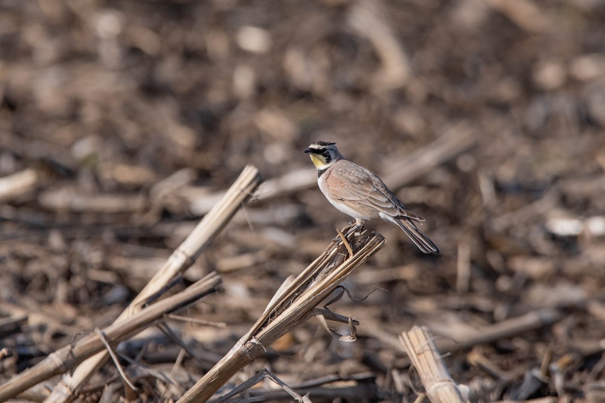 Horned Lark - David Ferris