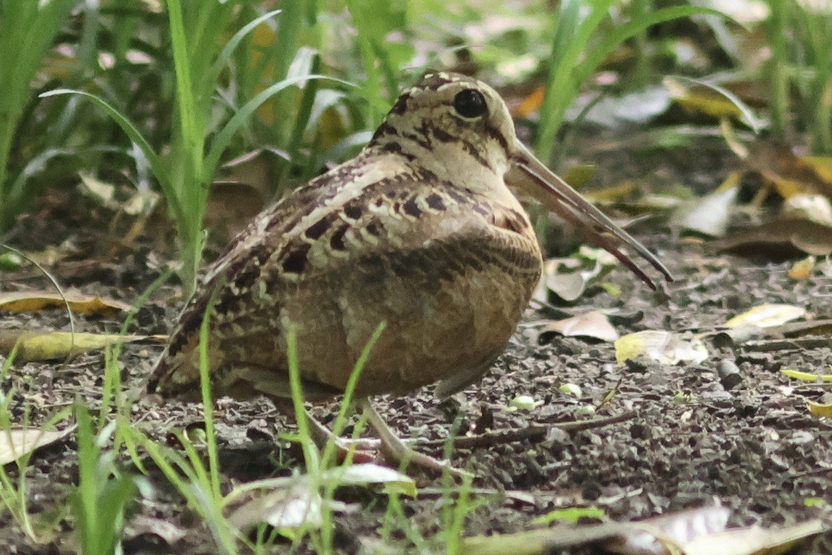 American Woodcock - ML618808488