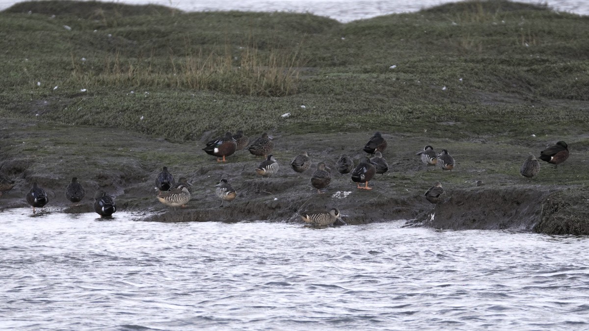 Pink-eared Duck - Patrick Lam