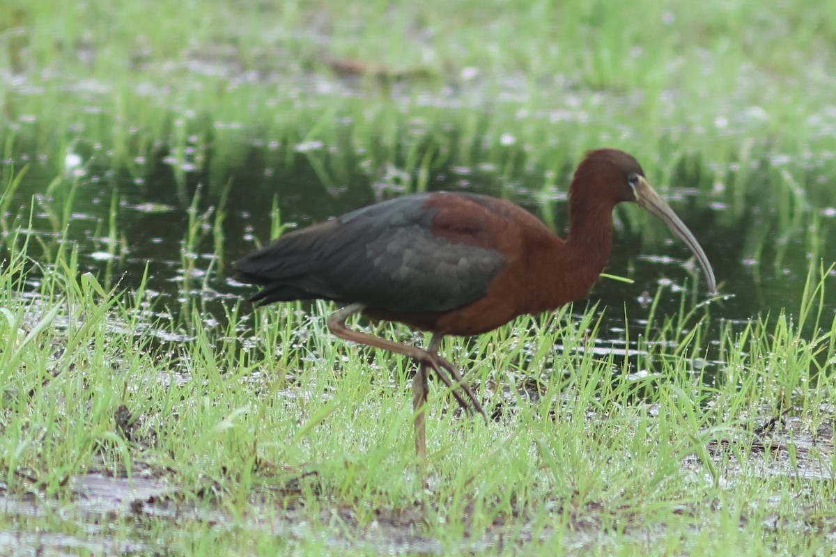 Glossy Ibis - Vikas Madhav Nagarajan