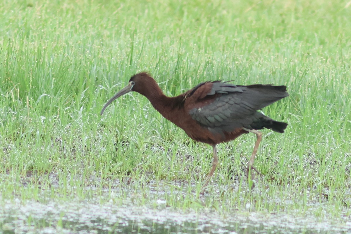 Glossy Ibis - Vikas Madhav Nagarajan